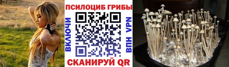 Псилоцибиновые грибы Psilocybe  как найти закладки  Болгар 